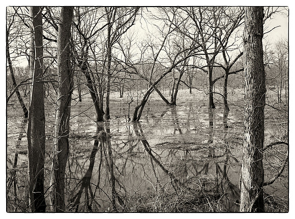 Delaware,  Raritan Canal,  Wetlands, Nature