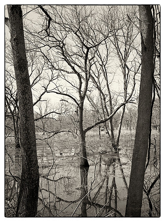 Delaware,  Raritan Canal,  Wetlands, Nature