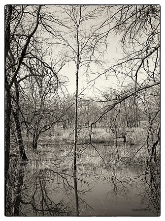 Delaware,  Raritan Canal,  Wetlands, Nature