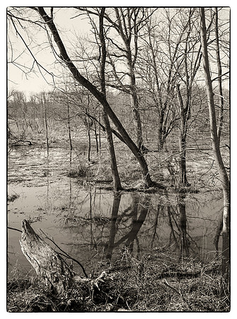 Delaware,  Raritan Canal,  Wetlands, Nature