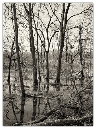 Delaware,  Raritan Canal,  Wetlands, Nature