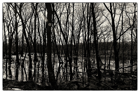 Delaware & Raritan Canal - Wetlands Series - Finale FE #3(playing with light)