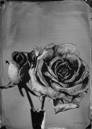 collodion, wet plate collodion, flora, flora abstractions, still life, tintypes