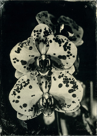 Spotted Orchid