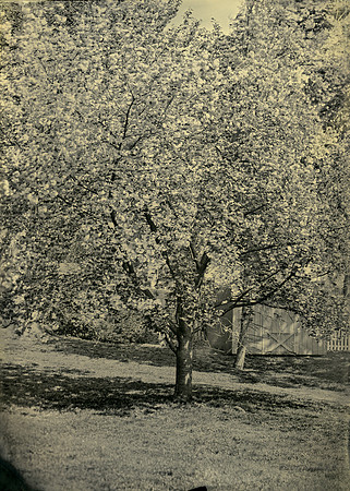 wet plate collodion, landscapes, trees, exterior spaces, exterior structures
