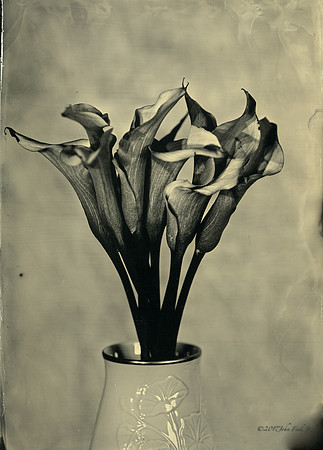 #collodion, #wet plate collodion, #flora, #flora abstractions, #still life, #tintypes