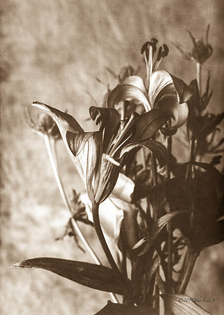 Flower Bunch