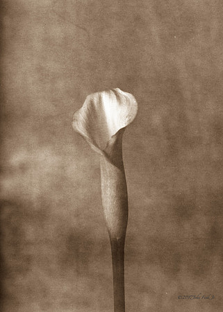 Single Lily