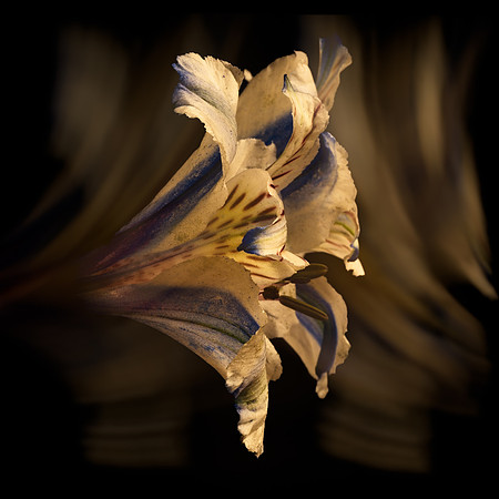 Art, Color, Flowers, Floral, Photo Art, ©johnfinkjr