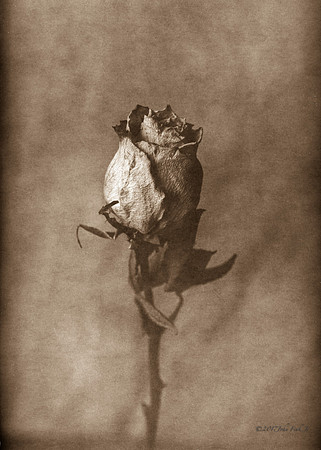 White Rose (In Blue)