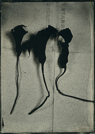Three Dead Lilys