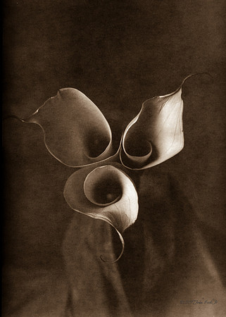 Calla Lilies (top)