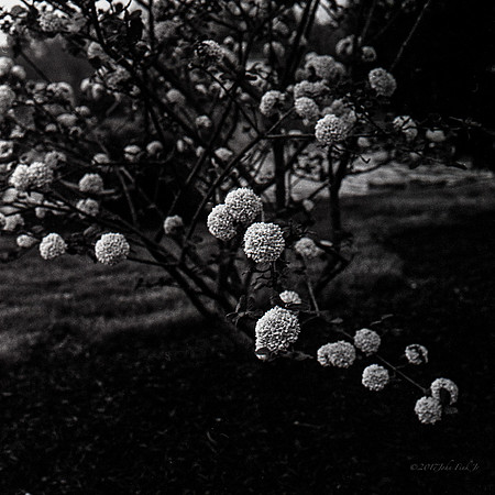 flora, wildflowers, gardens, flowers