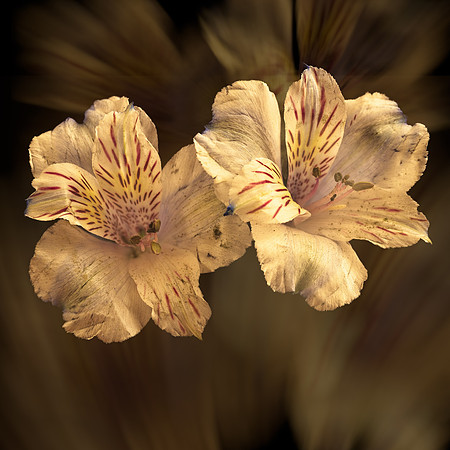 Art, Color, Flowers, Floral, Photo Art, ©johnfinkjr