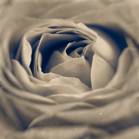 Art, Color, Flowers, Floral, Photo Art, ©johnfinkjr