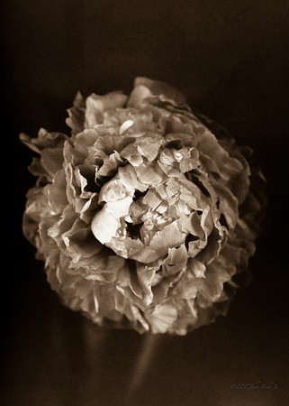 White Carnation