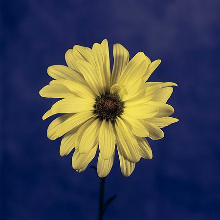 Art, Color, Flowers, Floral, Photo Art, ©johnfinkjr