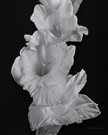 Open Gladiolas