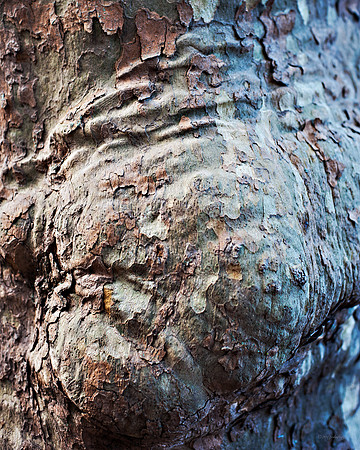 "Trees, Roots, Nature, B&W, Color"