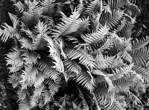 B&W, Flora, Forest, Nature, ©johnfinkjr