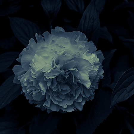 Art, Color, Flowers, Floral, Photo Art, ©johnfinkjr