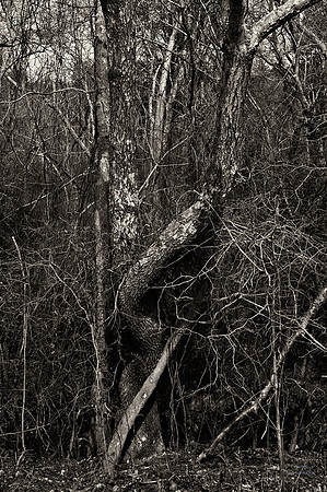 "Trees, Roots, Nature, B&W, Color"