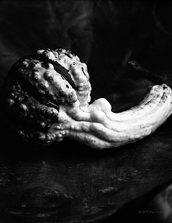 still life, organic matter, vegetables, of the earth series
