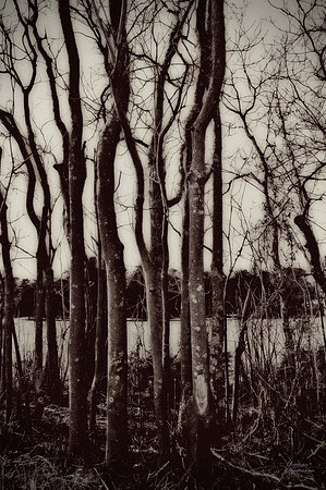 "Trees, Roots, Nature, B&W, Color"