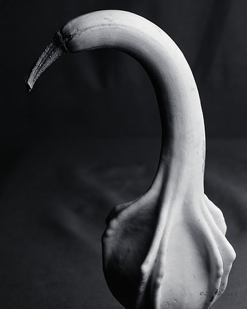 still life, organic matter, vegetables, of the earth series