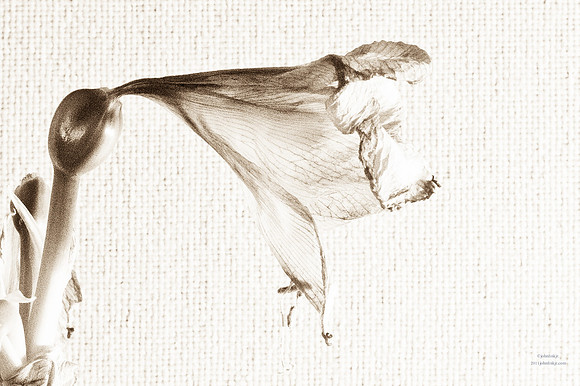 Bring Me Dead Flowers Series