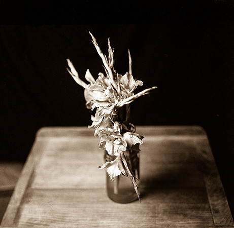 flora, wildflowers, gardens, flowers