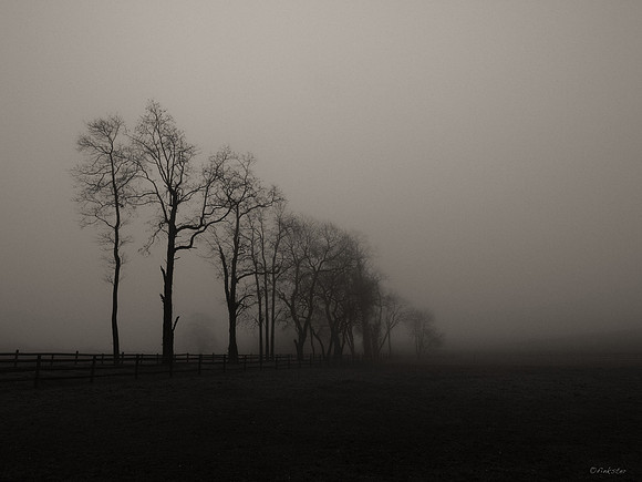 Misty Morning Walk