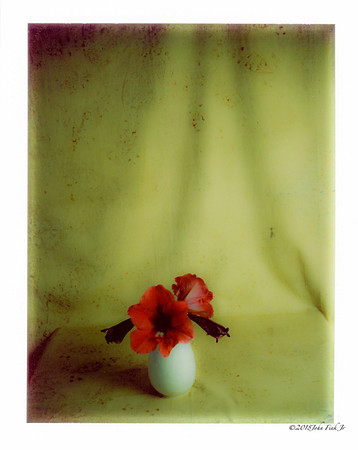polaroids, flowers, flora, still life, scenes