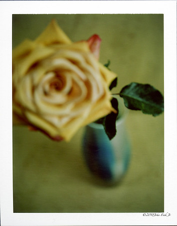 flowers, flora, polaroids, Polaroid Land 250