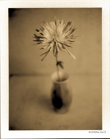 flowers, flora, polaroids, Polaroid Land 250