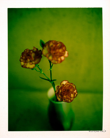 flowers, flora, polaroids, Polaroid Land 250