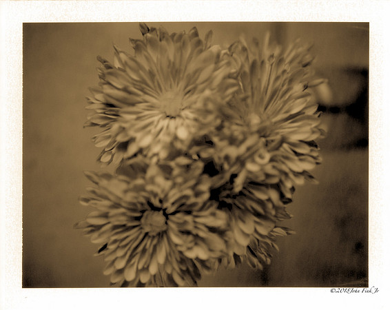 flowers, flora, polaroids, Polaroid Land 250