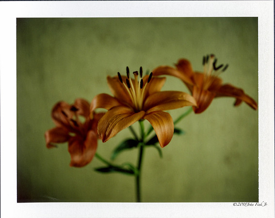 flowers, flora, polaroids, Polaroid Land 250