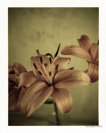 flowers, flora, polaroids, Polaroid Land 250