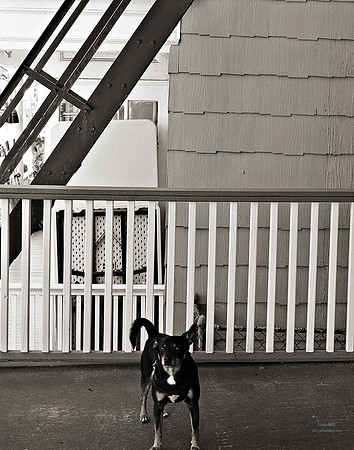 "People, Street Scenes, Pondered Artifacts"