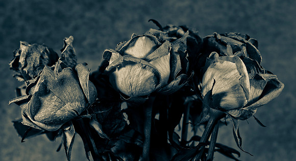 Art, Color, Flowers, Floral, Photo Art, ©johnfinkjr