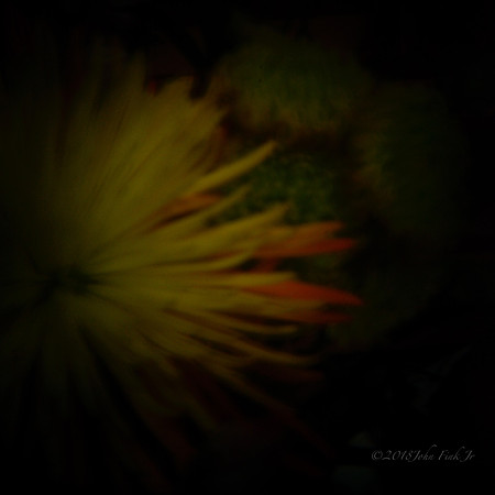 holga, still life, flowers, flora, organic, objects