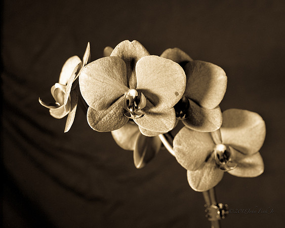 Orchid with the Beauty Mark