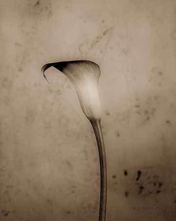 Purple Calla Lily