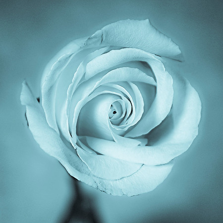 Art, Color, Flowers, Floral, Photo Art, ©johnfinkjr