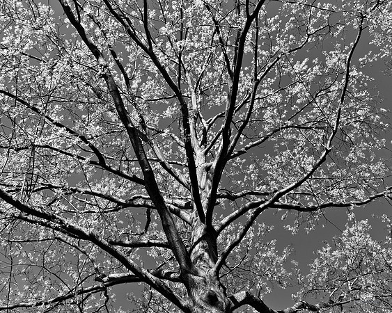 "Trees, Roots, Nature, B&W, Color"