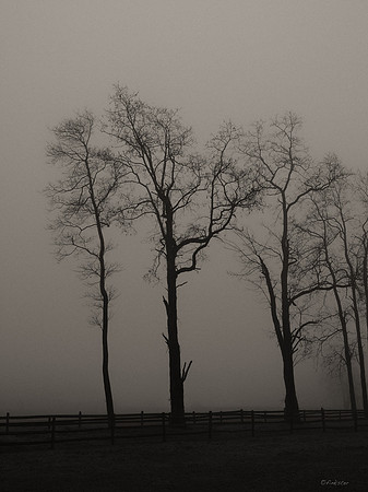 Misty Morning Walk