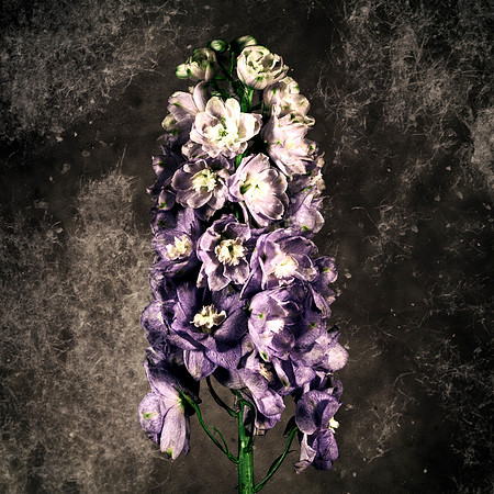 Art, Color, Flowers, Floral, Photo Art, ©johnfinkjr