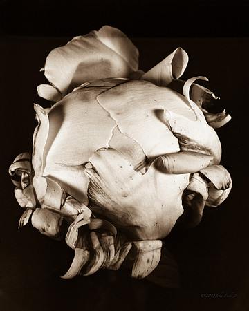 Single Peonies