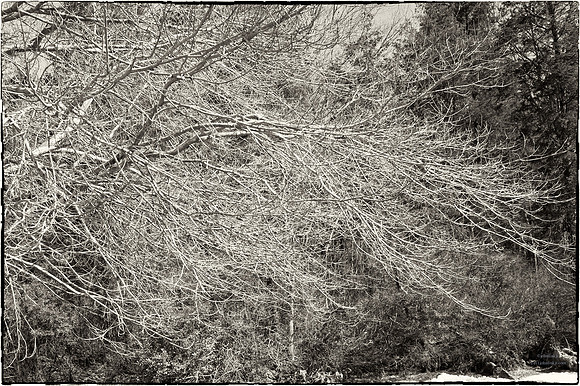 "Trees, Roots, Nature, B&W, Color"
